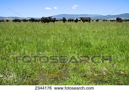 Stock Photograph - Livestock - Herd of Black Angus beef cattle on a green pasture / Northern California, USA.. Fotosearch