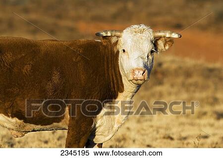 Livestock - Hereford beef cow on a dry pasture / Paducah, Texas, USA. View Large Photo Image Stock Photography - Livestock - Hereford beef cow on a dry pasture / Paducah, Texas, USA.. Fotosearch