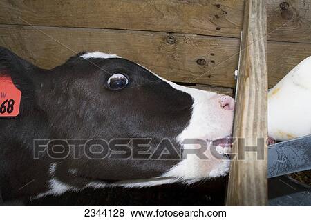 Livestock - Holstein dairy calf being bottle fed milk in a hutch / near Orland, Northern California, USA. View Large Photo Image Stock Photo - Livestock - Holstein dairy calf being bottle fed milk in a hutch / near Orland, Northern California, USA.. Fotosearch
