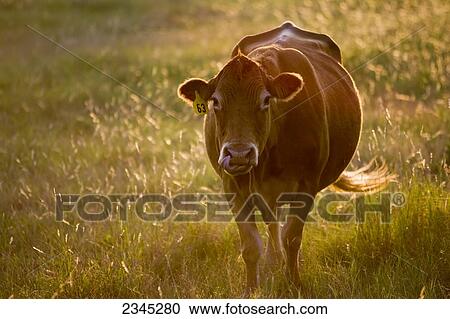 Livestock - Limousin beef cow on a green pasture backlit by the sun / Childress, Texas, USA. View Large Photo Image Stock Image - Livestock - Limousin beef cow on a green pasture backlit by the sun / Childress, Texas, USA.. Fotosearch