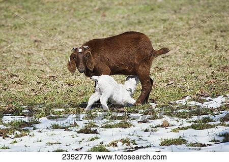 Stock Photograph - Livestock - Mixed breed doe meat goat with her nursing kid on a winter pasture with snow / Arkansas, USA.. Fotosearch