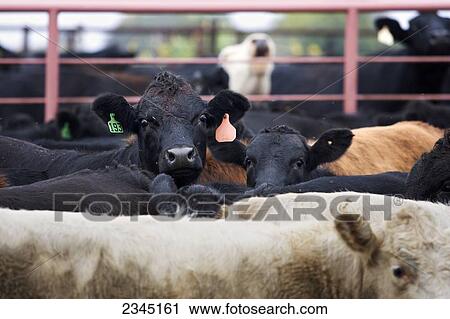 Stock Image - Livestock - Mixed breeds of beef cattle bunched up in a catch pen, Black Angus, Charolais and Crossbred / Childress, Texas, USA.. Fotosearch