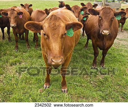 Livestock - Red Angus beef cattle on a green pasture / near Tracy, San Joaquin County, California, USA. View Large Photo Image Stock Image - Livestock - Red Angus beef cattle on a green pasture / near Tracy, San Joaquin County, California, USA.. Fotosearch