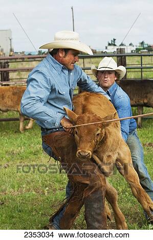 Livestock - Two cowboys in a corral flanking a beef calf to throw it to the ground during branding operations / near Childress, Texas, USA. View Large Photo Image Picture - Livestock - Two cowboys in a corral flanking a beef calf to throw it to the ground during branding operations / near Childress, Texas, USA.. Fotosearch