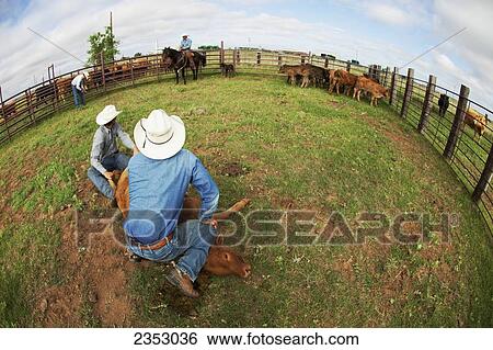 Livestock - Two cowboys in a corral hold a beef calf down on the ground in preparation for branding / near Childress, Texas, USA. View Large Photo Image Stock Photograph - Livestock - Two cowboys in a corral hold a beef calf down on the ground in preparation for branding / near Childress, Texas, USA.. Fotosearch