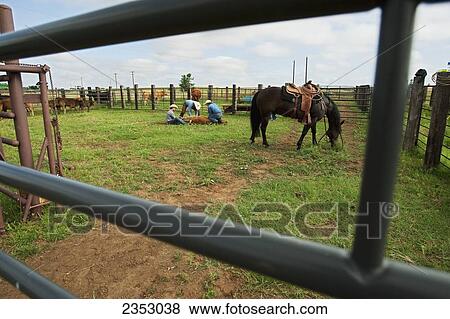 Stock Photo - Livestock - View through a corral gate of three cowboys holding a beef calf down on the ground during castration and branding / near Childress, Texas, USA.. Fotosearch