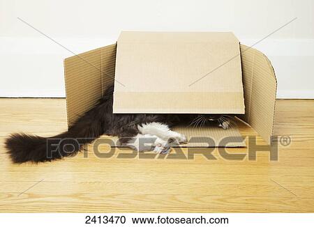 Stock Image - Long-haired domestic cat hiding in a box; Toronto, Ontario, Canada. Fotosearch