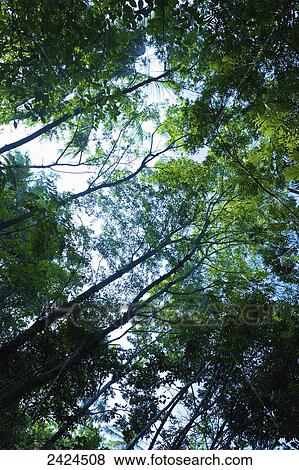 Looking upwards to the treetops and blue sky; Ulpotha, Embogama, Sri Lanka View Large Photo Image Stock Photo - Looking upwards to the treetops and blue sky; Ulpotha, Embogama, Sri Lanka. Fotosearch
