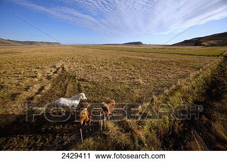 Low aerial view of domestic Icelandic horses, near Vik; Iceland View Large Photo Image Stock Image - Low aerial view of domestic Icelandic horses, near Vik; Iceland. Fotosearch