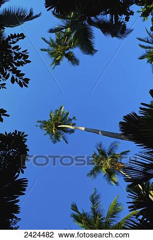 Low angle view of the tops of palm trees against a blue sky; Ulpotha, Embogama, Sri Lanka View Large Photo Image Stock Image - Low angle view of the tops of palm trees against a blue sky; Ulpotha, Embogama, Sri Lanka. Fotosearch