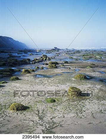 Picture - Low tide reveals rock patterns; Waldport, Oregon, United States of America. Fotosearch