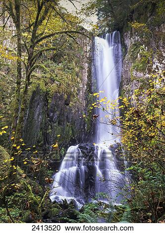 Lower Kentucky Falls, Siuslaw National Forest; Florence, Oregon, United States of America View Large Photo Image Stock Image - Lower Kentucky Falls, Siuslaw National Forest; Florence, Oregon, United States of America. Fotosearch