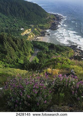 Lupine blooms at Cape Perpetua; Yachats, Oregon, United States of America View Large Photo Image Stock Photography - Lupine blooms at Cape Perpetua; Yachats, Oregon, United States of America. Fotosearch