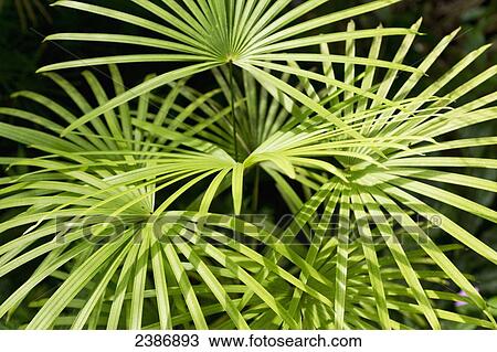 Lush foliage of a tropical plant; Island of Hawaii, Hawaii, United States of America View Large Photo Image Stock Image - Lush foliage of a tropical plant; Island of Hawaii, Hawaii, United States of America. Fotosearch