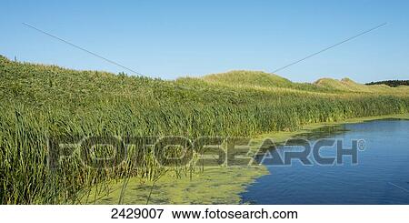Stock Photo - Lush green grass growing on the edge of a tranquil lake with blue sky; Green Gables, Prince Edward Island, Canada. Fotosearch