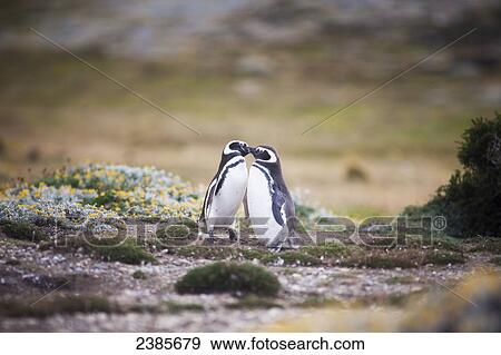 Magellanic Penguins (Spheniscus magellanicus); Punta Arenas, Magallanes, Chile View Large Photo Image Stock Photo - Magellanic Penguins (Spheniscus magellanicus); Punta Arenas, Magallanes, Chile. Fotosearch