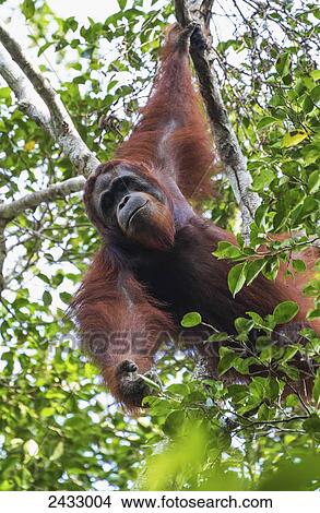 Picture - Male Bornean orangutan (Pongo pygmaeus) at Tangung Harapan, Tanjung Puting National Park, Central Kalimantan, Borneo, Indonesia. Fotosearch