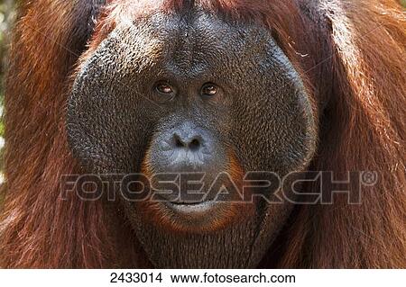 Male Bornean orangutan (Pongo pygmaeus) at Pondok Tanggui, Tanjung Puting National Park, Central Kalimantan, Borneo, Indonesia View Large Photo Image Picture - Male Bornean orangutan (Pongo pygmaeus) at Pondok Tanggui, Tanjung Puting National Park, Central Kalimantan, Borneo, Indonesia. Fotosearch