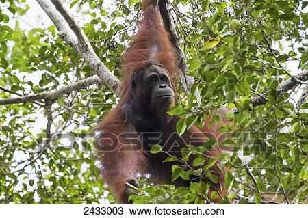 Stock Image - Male Bornean orangutan (Pongo pygmaeus) at Tangung Harapan, Tanjung Puting National Park, Central Kalimantan, Borneo, Indonesia. Fotosearch