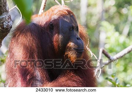 Stock Image - Male Bornean orangutan (Pongo pygmaeus) at Pondok Tanggui, Tanjung Puting National Park, Central Kalimantan, Borneo, Indonesia. Fotosearch
