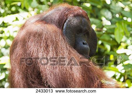 Male Bornean orangutan (Pongo pygmaeus) at Pondok Tanggui, Tanjung Puting National Park, Central Kalimantan, Borneo, Indonesia View Large Photo Image Stock Image - Male Bornean orangutan (Pongo pygmaeus) at Pondok Tanggui, Tanjung Puting National Park, Central Kalimantan, Borneo, Indonesia. Fotosearch