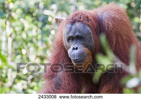 Male Bornean orangutan (Pongo pygmaeus) at Pondok Tanggui, Tanjung Puting National Park, Central Kalimantan, Borneo, Indonesia View Large Photo Image Stock Photo - Male Bornean orangutan (Pongo pygmaeus) at Pondok Tanggui, Tanjung Puting National Park, Central Kalimantan, Borneo, Indonesia. Fotosearch