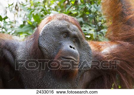 Male Bornean orangutan (Pongo pygmaeus) at Pondok Tanggui, Tanjung Puting National Park, Central Kalimantan, Borneo, Indonesia View Large Photo Image Stock Photograph - Male Bornean orangutan (Pongo pygmaeus) at Pondok Tanggui, Tanjung Puting National Park, Central Kalimantan, Borneo, Indonesia. Fotosearch