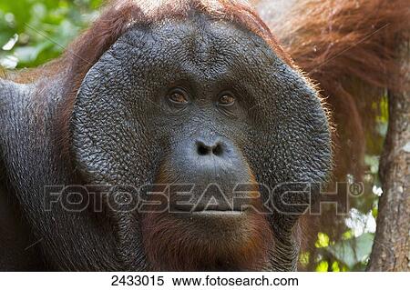 Stock Photography - Male Bornean orangutan (Pongo pygmaeus) at Pondok Tanggui, Tanjung Puting National Park, Central Kalimantan, Borneo, Indonesia. Fotosearch