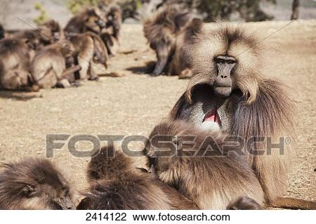 Stock Image - Male Gelada baboon and female harem, Simien Mountains National Park, Simien Mountains; Gondar province, Amhara region, Ethiopia. Fotosearch