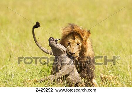 Male lion with captured game in his jaws at serengeti plains; Tanzania View Large Photo Image Stock Image - Male lion with captured game in his jaws at serengeti plains; Tanzania. Fotosearch