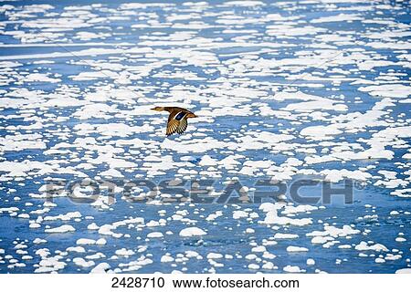 Stock Image - Male mallard duck (Anas platyrhynchos) flying over water and ice; Toronto, Ontario, Canada. Fotosearch
