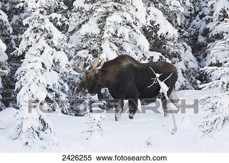 Male moose along a snow covered forest with snow covered trees; Kananaskis Country, Alberta, Canada View Large Photo Image Stock Photography - Male moose along a snow covered forest with snow covered trees; Kananaskis Country, Alberta, Canada. Fotosearch