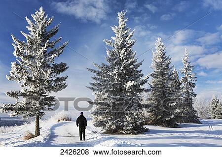 Man walking along a snowy path with snow covered trees, blue sky and cloud; Calgary, Alberta, Canada View Large Photo Image Stock Photo - Man walking along a snowy path with snow covered trees, blue sky and cloud; Calgary, Alberta, Canada. Fotosearch