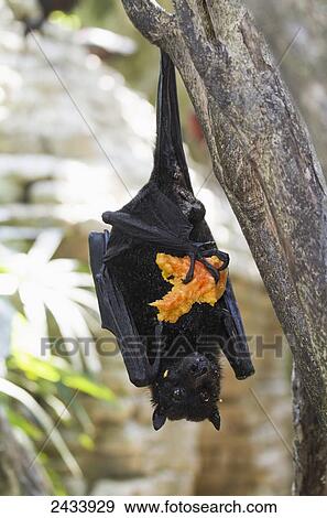 Megabat or fruit bat holding a fruit in Bali Bird Park, Batubulan, Bali, Indonesia View Large Photo Image Stock Photo - Megabat or fruit bat holding a fruit in Bali Bird Park, Batubulan, Bali, Indonesia. Fotosearch