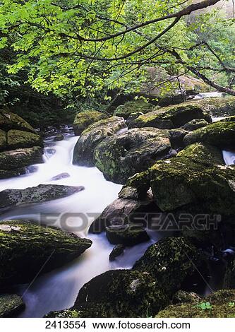 Mill Creek flows through Elliott State Forest; Reedsport, Oregon, United States of America View Large Photo Image Picture - Mill Creek flows through Elliott State Forest; Reedsport, Oregon, United States of America. Fotosearch
