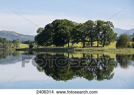 Mirror image of trees along a shoreline reflected in a tranquil lake; Lake District, Cumbria, England View Large Photo Image Picture - Mirror image of trees along a shoreline reflected in a tranquil lake; Lake District, Cumbria, England. Fotosearch