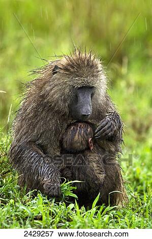 Stock Photo - Monkey nursing her baby in the pouring rain, near Kruger National Park; South Africa. Fotosearch