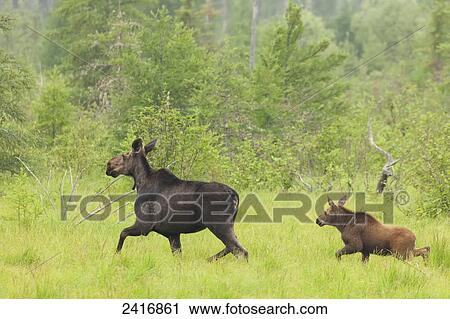 Moose with a young calf; Thunder Bay, Ontario, Canada View Large Photo Image Stock Image - Moose with a young calf; Thunder Bay, Ontario, Canada. Fotosearch
