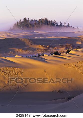 Stock Photo - Morning sun warms the dunes; Lakeside, Oregon, United States of America. Fotosearch