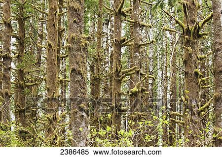 Stock Photography - Moss covered trees in the forest; Oregon, United States of America. Fotosearch