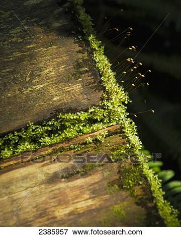 Moss lit up on a boardwalk; British Columbia, Canada View Large Photo Image Stock Photo - Moss lit up on a boardwalk; British Columbia, Canada. Fotosearch