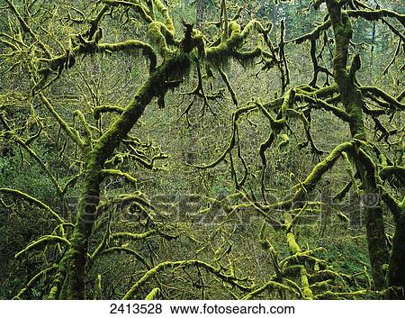 Mossy trees leafless in the winter; Allegany, Oregon, United States of America View Large Photo Image Stock Photo - Mossy trees leafless in the winter; Allegany, Oregon, United States of America. Fotosearch