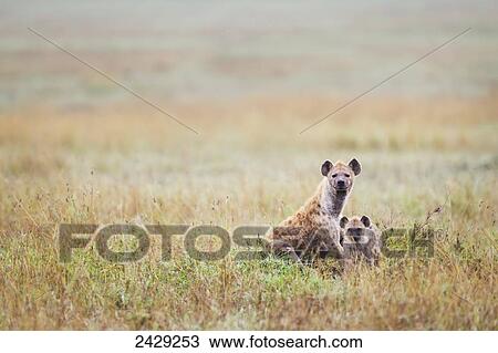 Stock Image - Mother and cub hyena at Ngorongoro Crater; Tanzania. Fotosearch