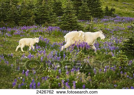Mountain goat (Oreamnos americanus) nanny and kid in an alpine meadow; Washington, United States of America View Large Photo Image Stock Image - Mountain goat (Oreamnos americanus) nanny and kid in an alpine meadow; Washington, United States of America. Fotosearch