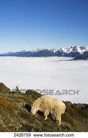 Stock Photo - Mountain goat (Oreamnos americanus) browsing above the clouds; Washington, United States of America. Fotosearch