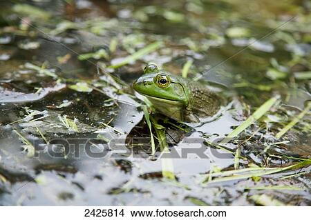Picture - New Hampshire, Auburn, A close up of a frog in a grassy pond. Fotosearch