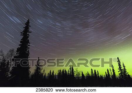 Stock Image - Northern Lights and star trails in the sky with silhouetted trees in the foreground, viewed from Petersville Road; Petersville, Alaska, United States of America. Fotosearch