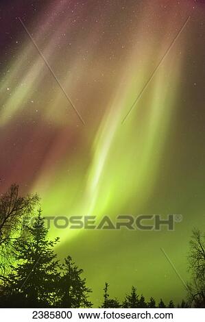 Stock Image - Northern Lights in the sky above Moose Pass, with silhouetted trees in the foreground, Chugach National Forest; Moose Pass, Alaska, United States of America. Fotosearch