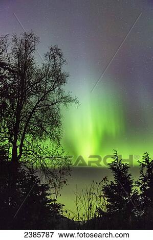 Stock Photo - Northern Lights in the sky above Moose Pass, silhouetted Kenai Mountains and trees in the foreground, Chugach National Forest; Alaska, United States of America. Fotosearch