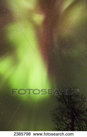 Stock Photo - Northern Lights in the sky above Moose Pass, with silhouetted tree in the foreground, Chugach National Forest; Moose Pass, Alaska, United States of America. Fotosearch